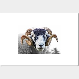 Swaledale Ram Posters and Art